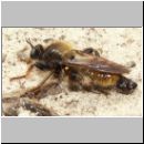 Laphria flava - Mordfliege 08.jpg